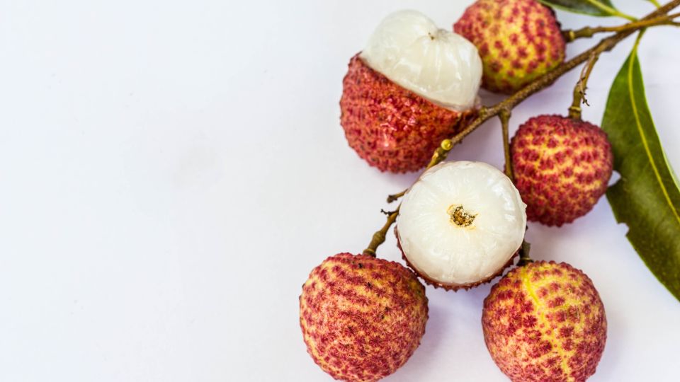 Licsi Litchi chinensis 1