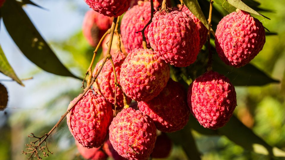 Licsi Litchi chinensis 2 1