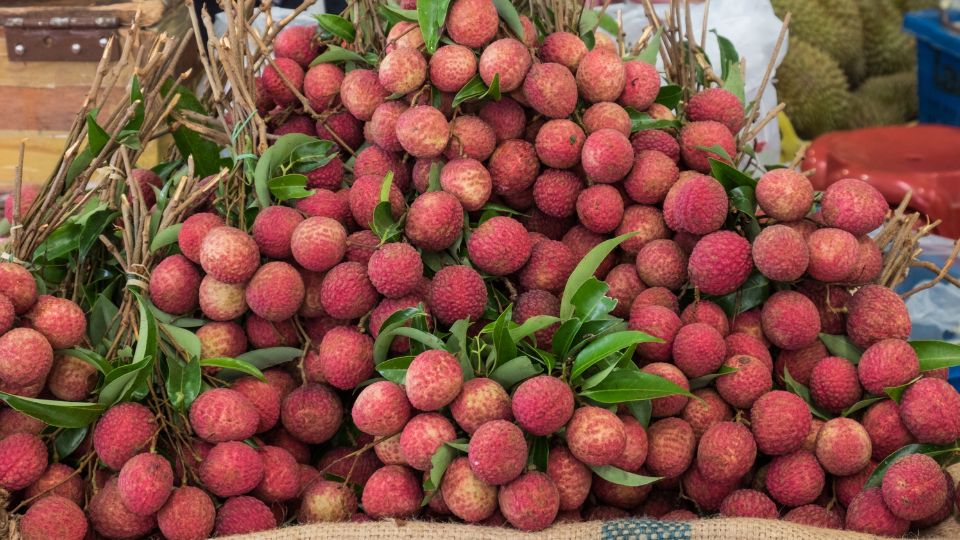 Licsi Litchi chinensis 3