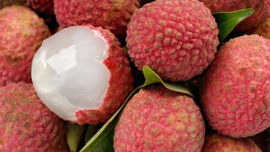 Licsi Litchi chinensis