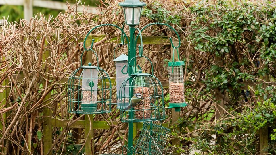 Egy madárbarát kertben etetőállvány látható, tele magokkal, körülötte zöld növényekkel.
