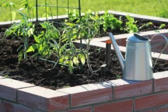 Zöldségeskert, friss paradicsomnövények, öntözőkanna és talaj.