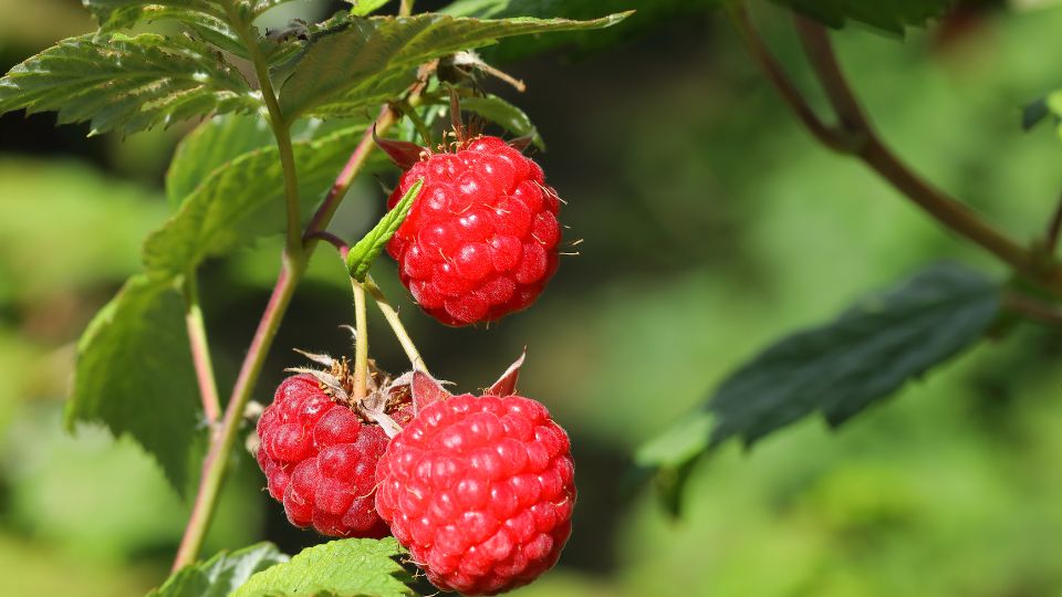 Malna Rubus idaeus 1