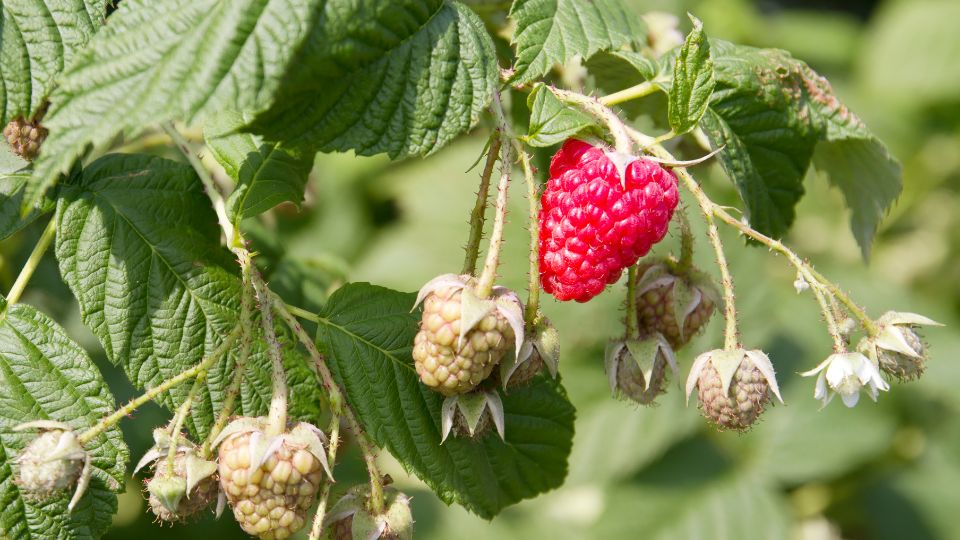 Malna Rubus idaeus 2