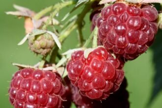 Érett málna fürtök zöld háttér előtt, friss és ízletes gyümölcsök.