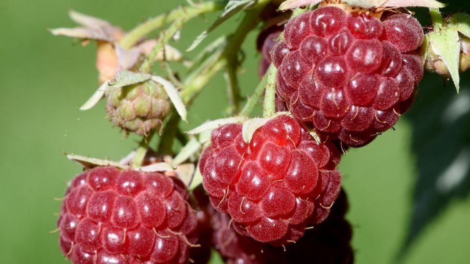 Érett málna fürtök zöld háttér előtt, friss és ízletes gyümölcsök.