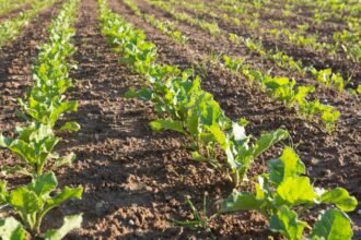 Friss, zöld levelek sorakoznak a földben, tavaszi kert látványa.