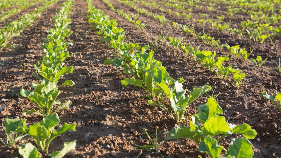 Friss, zöld levelek sorakoznak a földben, tavaszi kert látványa.