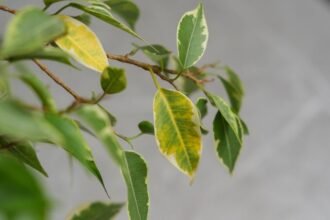 Sárguló levelek egy szobanövényen, amely a tápanyaghiány jele lehet.