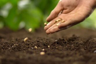 Kéz, amely törökszegfű magokat szór a földbe, zöld háttérrel.