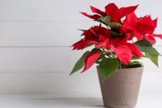 Egy Mikulásvirág, élénk piros levelekkel és zöld színű, szép cserépben.