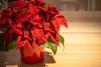 Egy csodás Mikulásvirág piros levelekkel és sárga virágokkal, otthoni környezetben.