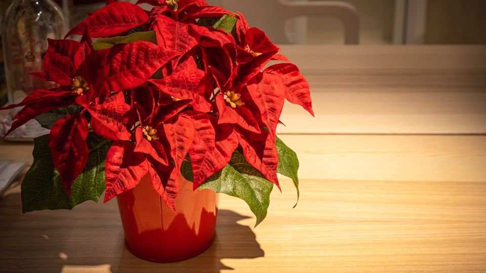 Egy csodás Mikulásvirág piros levelekkel és sárga virágokkal, otthoni környezetben.