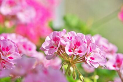 Muskatli Pelargonium