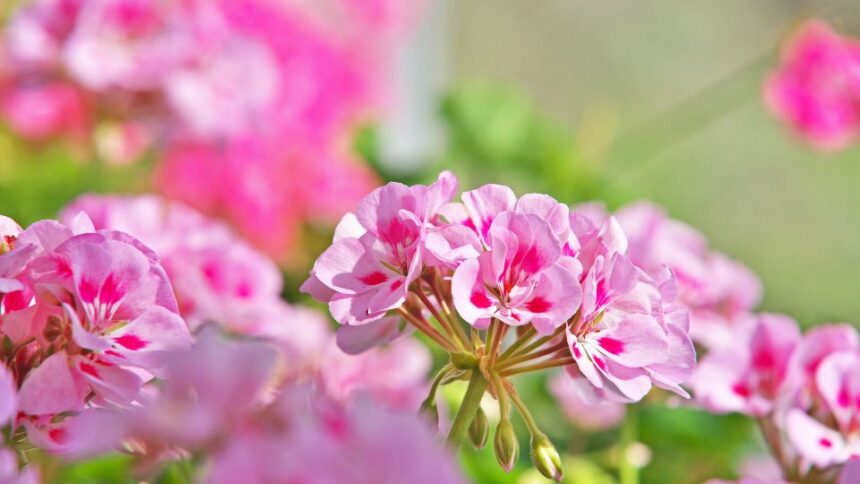 Muskatli Pelargonium