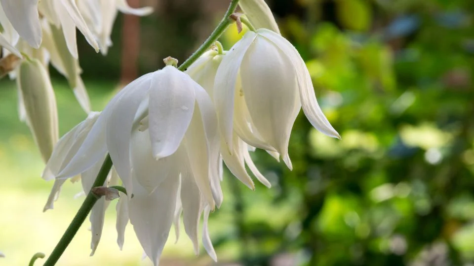 A Pálmaliliom (Yucca filamentosa) gyönyörű, fehér virágai a zöld háttér előtt, lenyűgöző látványt nyújtanak.