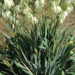 Palmaliliom Yucca filamentosa