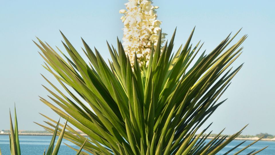 Palmaliliom Yucca filamentosa 2