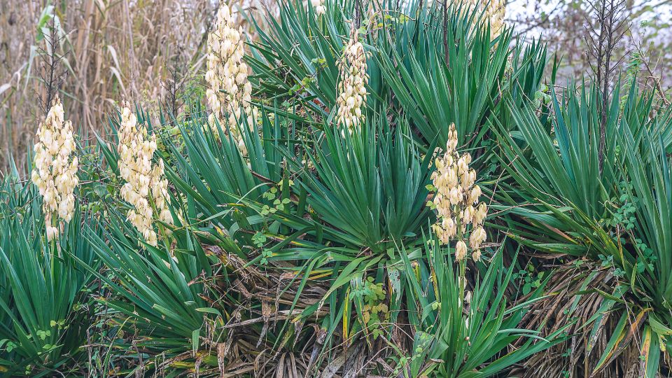 Palmaliliom Yucca filamentosa 3