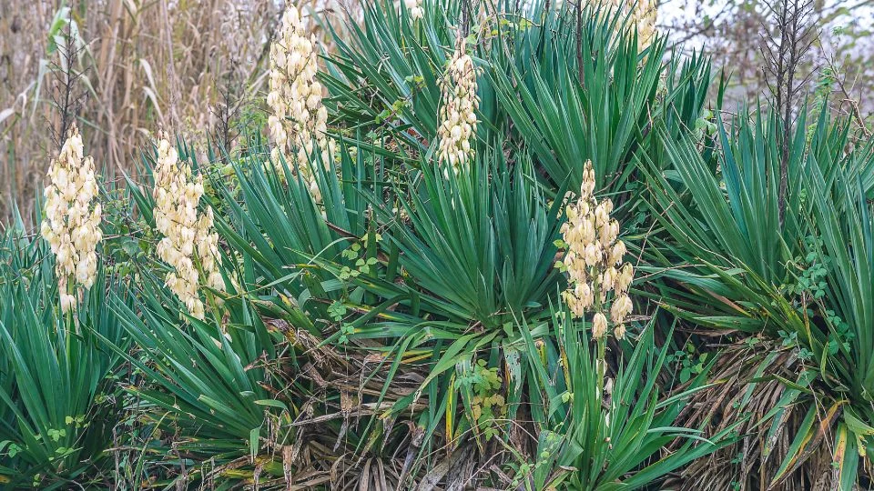 A Pálmaliliom (Yucca filamentosa) zöld levelei és sárgás virágai egy szép kertben.