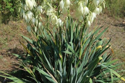 Palmaliliom Yucca filamentosa