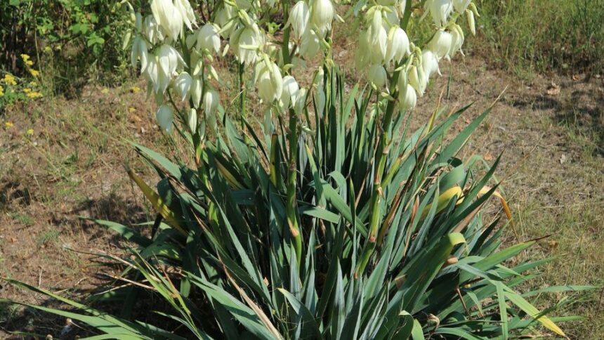 Palmaliliom Yucca filamentosa