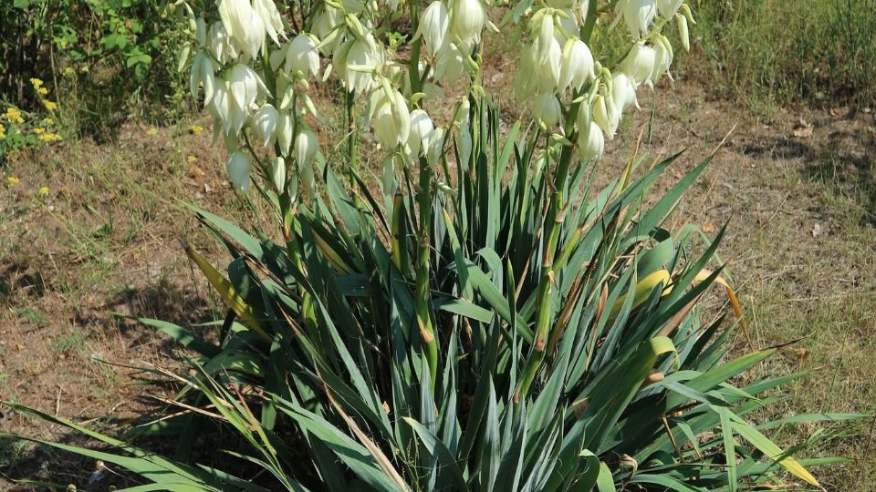 A pálmaliliom (Yucca filamentosa) virágzó növénye fehér virágokkal, zöld levelekkel.