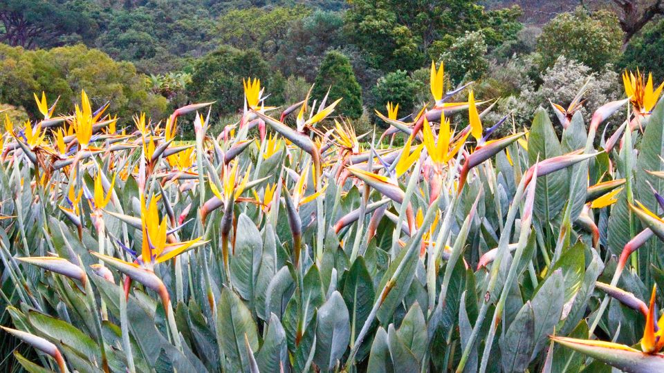 Papagajvirag Strelitzia 1