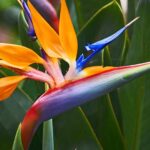 Papagajvirag Strelitzia