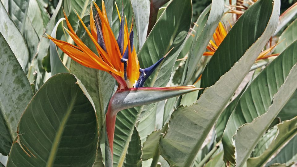 Papagajvirag Strelitzia 2