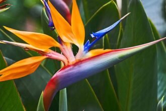 A Papagájvirág élénk színekkel és különleges formával hívja fel magára a figyelmet, zöld levelek között.