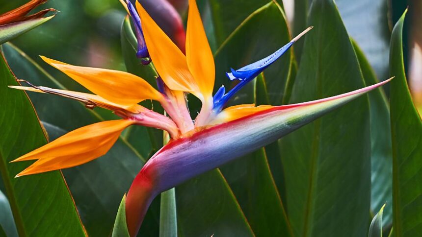 Papagajvirag Strelitzia