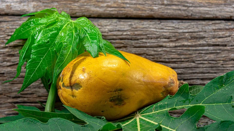 Friss papaya gyümölcs és levelek Érett papaya gyümölcs zöld levelekkel, rusztikus háttér előtt.