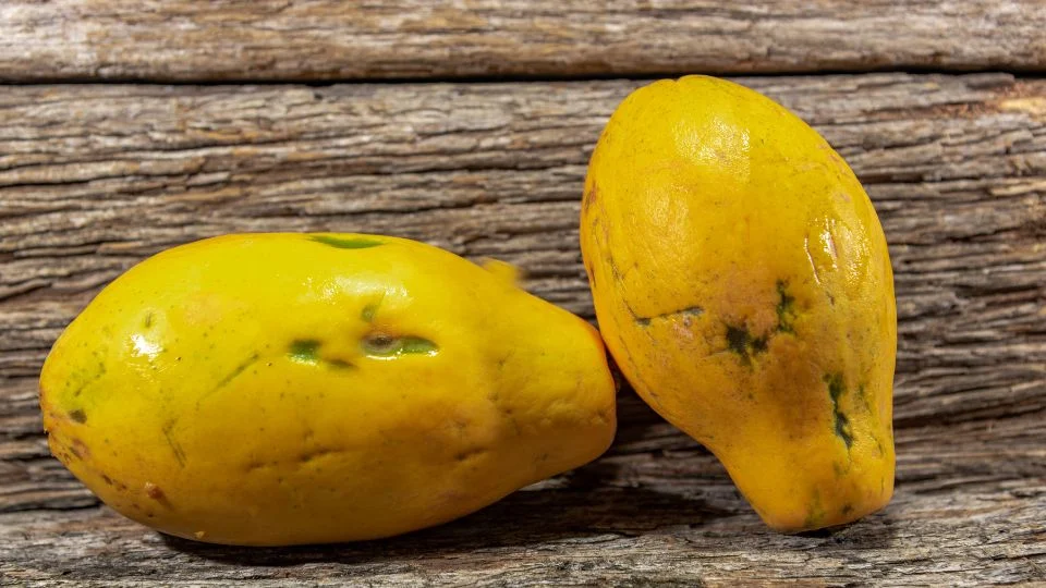Friss papaya gyümölcsök a kertből Két érett papaya gyümölcs, élénk sárga színben, fából készült háttér előtt.