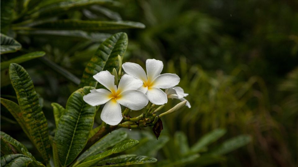 Plumeria Plumeria rubra 1