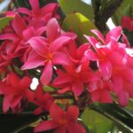 Plumeria Plumeria rubra