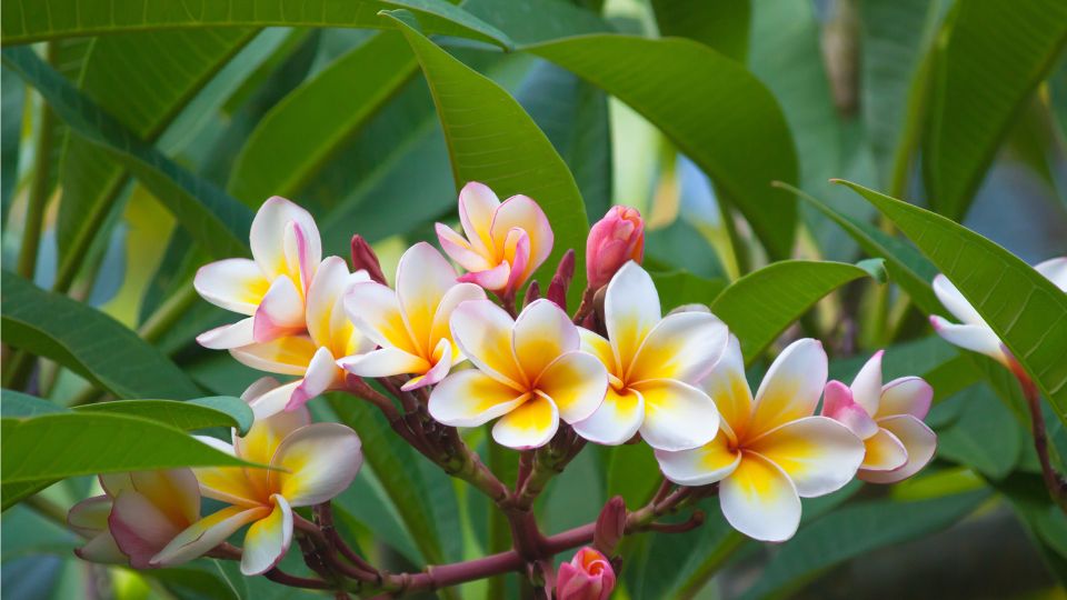 Plumeria Plumeria rubra 2