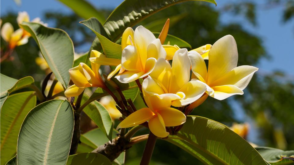 Plumeria Plumeria rubra 3