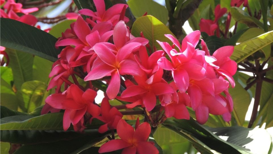 Rózsaszínű pluméria virágok buja zöld levelek között, napfényben ragyognak.