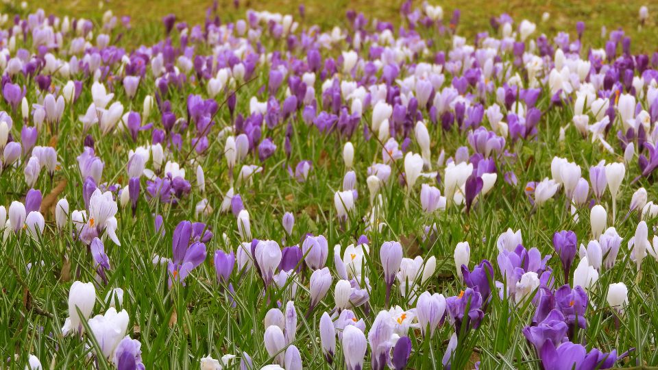 Safrany Crocus 1