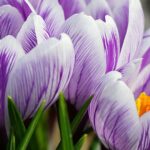 Safrany Crocus