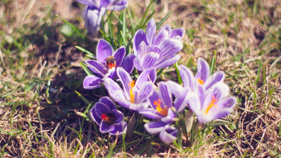 Safrany Crocus 2