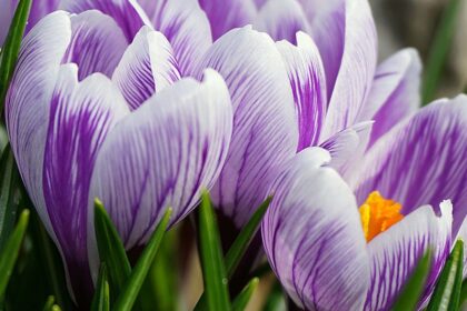 Safrany Crocus