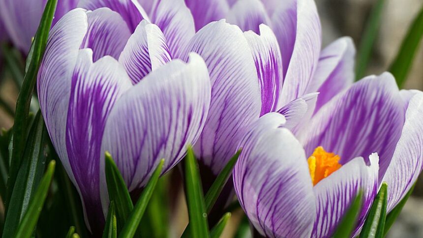 Safrany Crocus