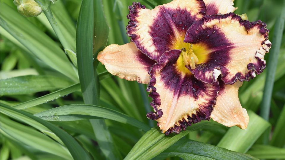 Sasliliom Hemerocallis 1