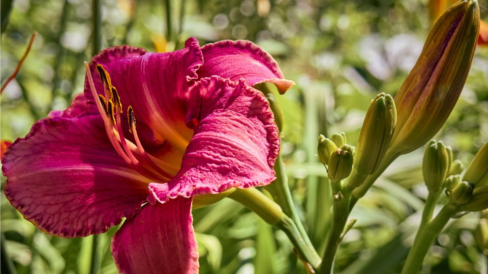 Sasliliom Hemerocallis 2