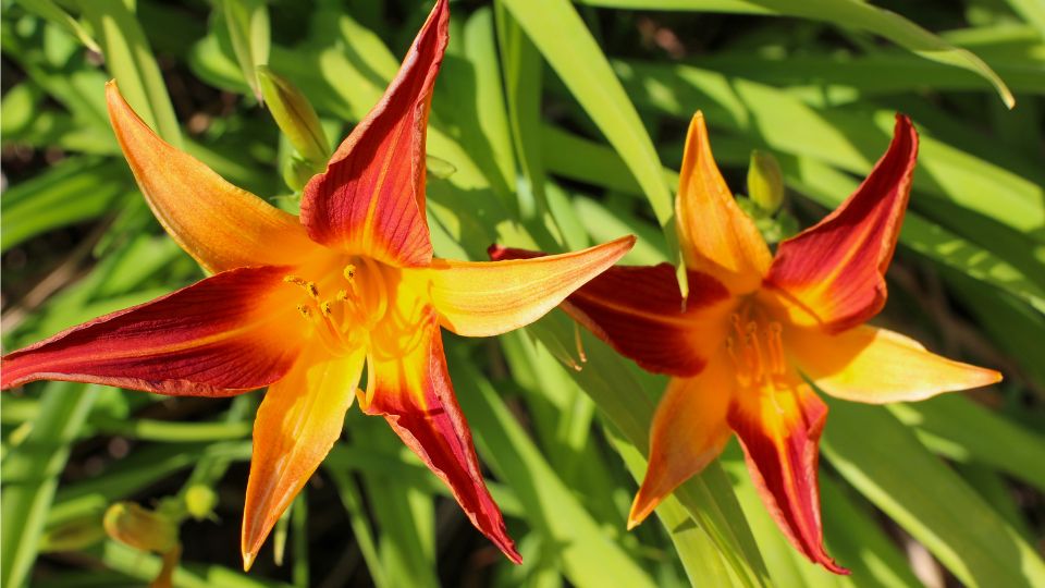 Sasliliom Hemerocallis 3