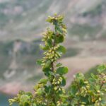 Soskaborbolya Berberis vulgaris