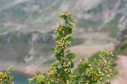 Soskaborbolya Berberis vulgaris