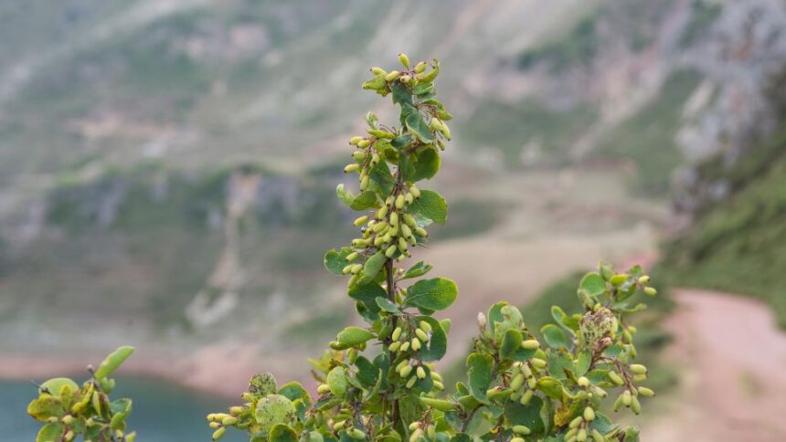 Soskaborbolya Berberis vulgaris